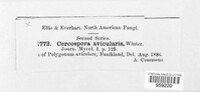 Passalora avicularis image